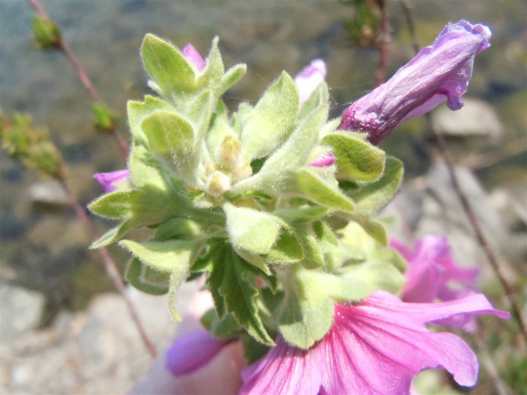 Malva veneta / Malvone maggiore